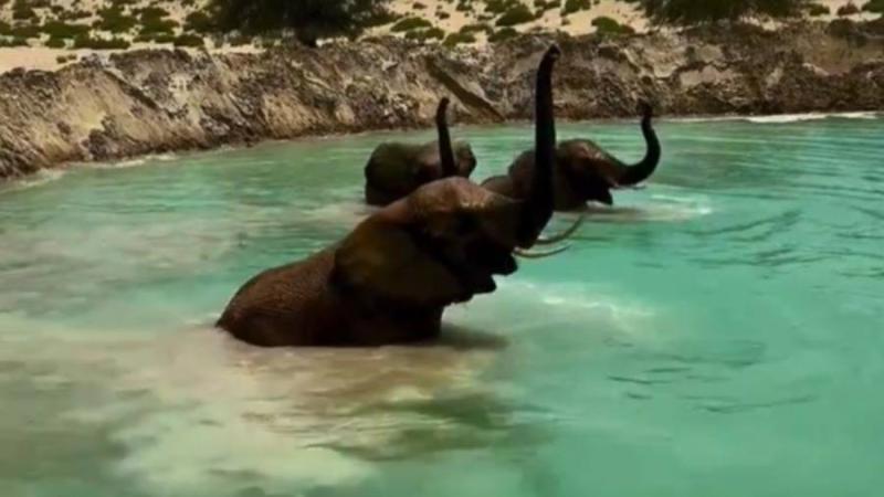 أفيال تستمتع بتجمعات الماء في دبي