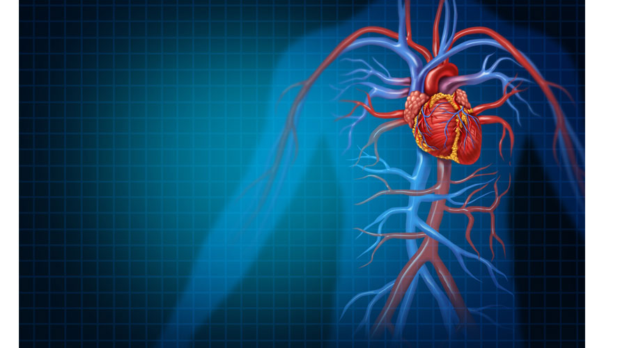 اكتشاف عوامل جديدة في تكوّن الأوعية الدموية صحيفة الخليج