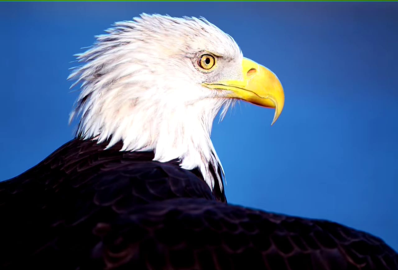 After 248 years of waiting.. Biden finally recognizes the “bald eagle”