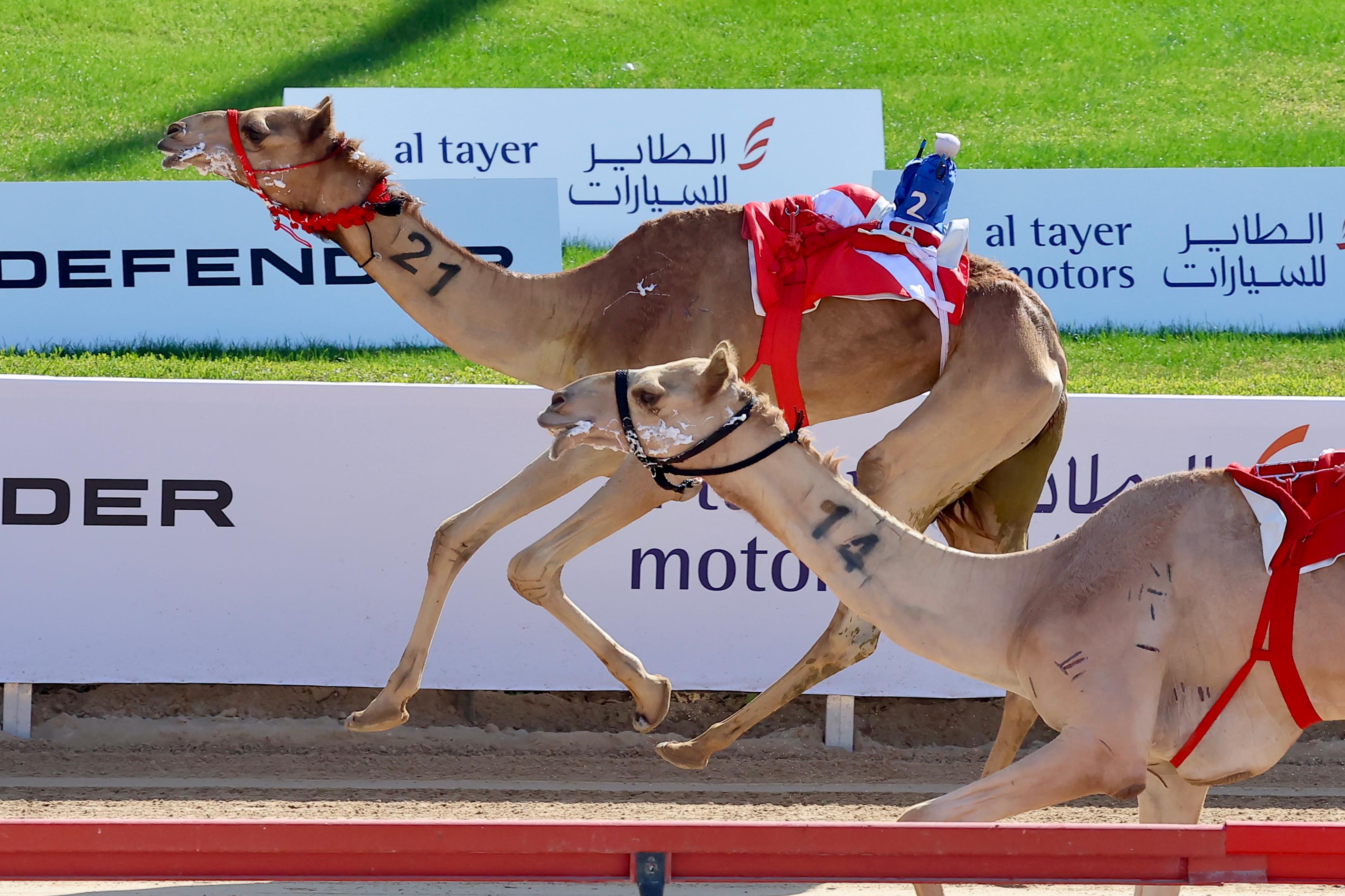 مهرجان سمو ولي عهد دبي للهجن