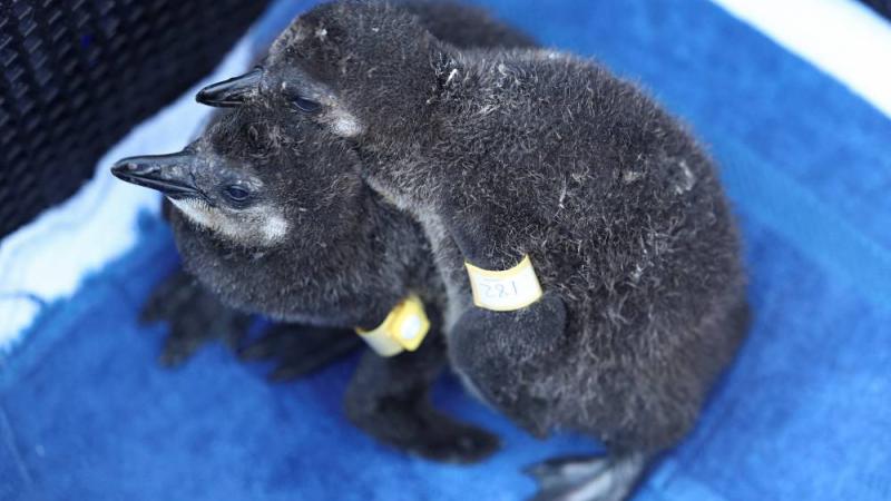 مبادرة لحماية البطريق الإفريقي من الانقراض