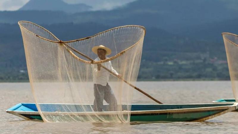 المكسيك تطلق 50 ألف سمكة لإنقاذ بحيرة باتزكوارو
