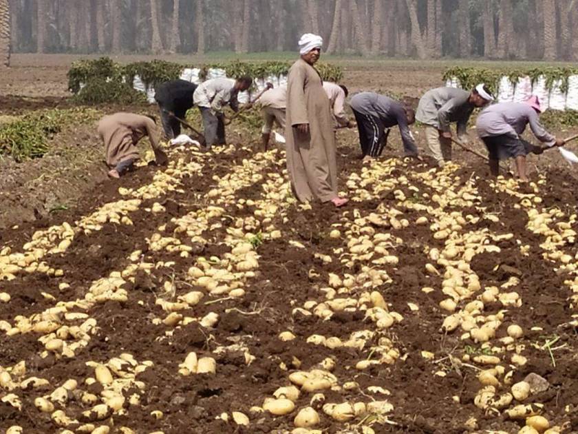 صادرات مصر الزراعية تتجاوز 4 6 مليون طن خلال النصف الأول صحيفة الخليج