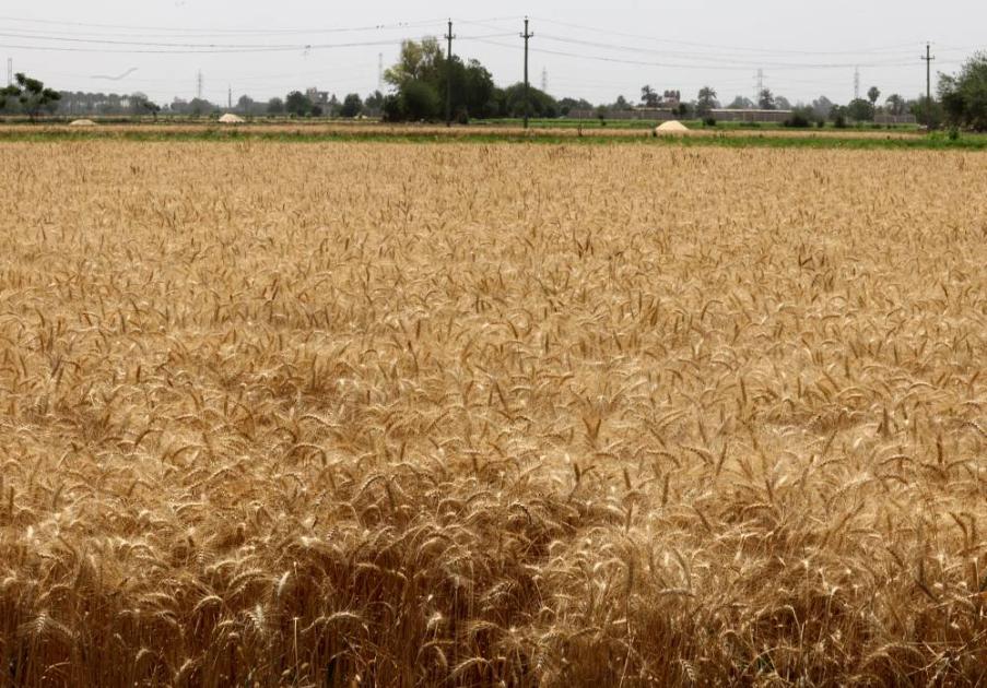 In the fiscal year 2024-2025, Egypt targets planting 3.5 million acres of wheat