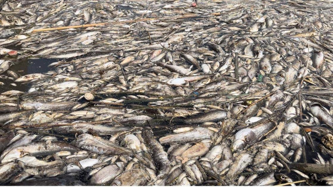 Overfishing is the cause of fish deaths in the Ezz River